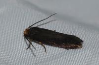 Cephimallota crassiflavella