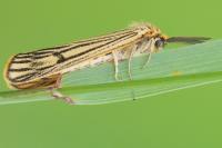 Spiris striata