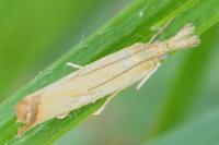 Agriphila straminella