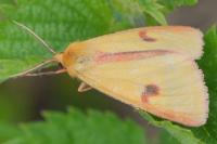 Diacrisia sannio