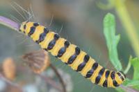 Tyria jacobaeae