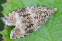 Celypha lacunana