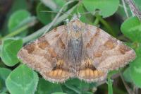 Euclidia glyphica