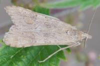 Nomophila noctuella