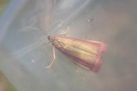 Oncocera semirubella