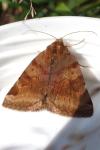 Euclidia glyphica