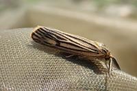 Spiris striata