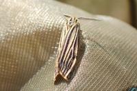 Spiris striata