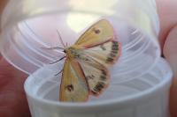 Diacrisia sannio