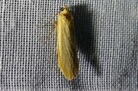Wittia sororcula
