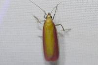Oncocera semirubella
