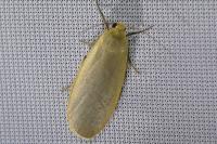 Collita griseola