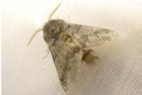 Thaumetopoea processionea
