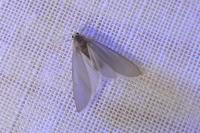 Acentria ephemerella