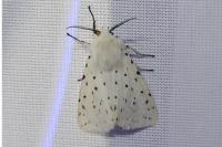Spilosoma lubricipeda
