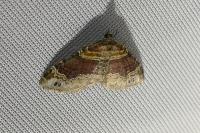 Xanthorhoe spadicearia