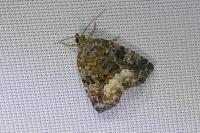Deltote pygarga