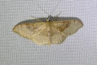 Idaea degeneraria