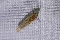 Eucosma gr. hohenwartiana