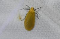 Wittia sororcula