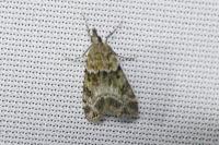 Eudonia mercurella