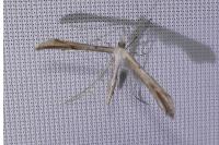 Emmelina argoteles/monodactyla