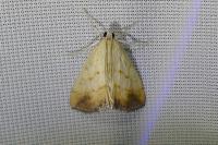 Evergestis extimalis