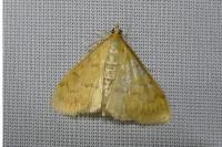 Ostrinia nubilalis/scapulalis