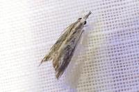 Catoptria verellus