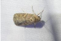 Spodoptera exigua