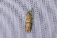 Homoeosoma sinuella