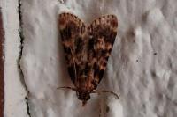 Aglossa caprealis