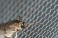 Acrobasis fallouella