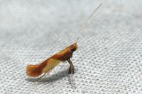 Caloptilia alchimiella/robustella