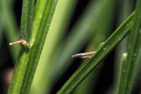 Coleophora calycotomella