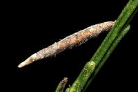 Coleophora calycotomella