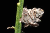 Coleophora saturatella