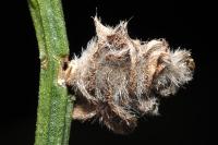 Coleophora saturatella