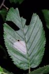 Phyllonorycter esperella