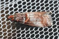 Acrobasis advenella