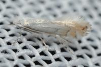 Phyllonorycter harrisella