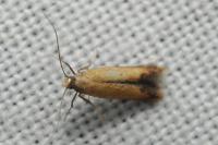 Coptotriche marginea