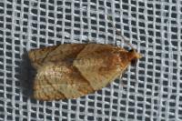 Clepsis rurinana