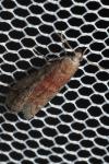 Ephestia elutella/woodiella