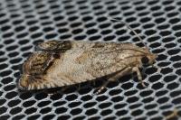 Cydia splendana