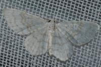 Asthena albulata