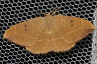 Watsonalla binaria