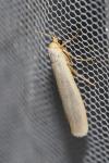 Eilema caniola