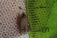 Homaloxestis briantiella