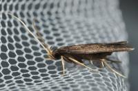 Homaloxestis briantiella
